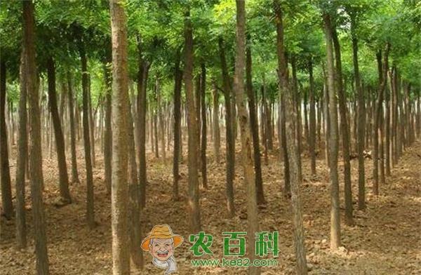 国槐育苗的技巧方法