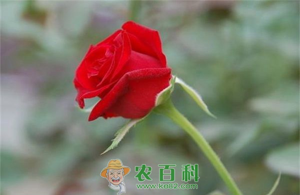 玫瑰 钻石玫瑰的养殖技巧