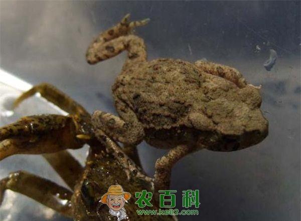 蟾蜍的饲养及引种