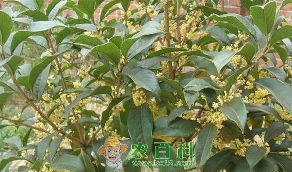 桂花树 桂花树叶枯病的防治