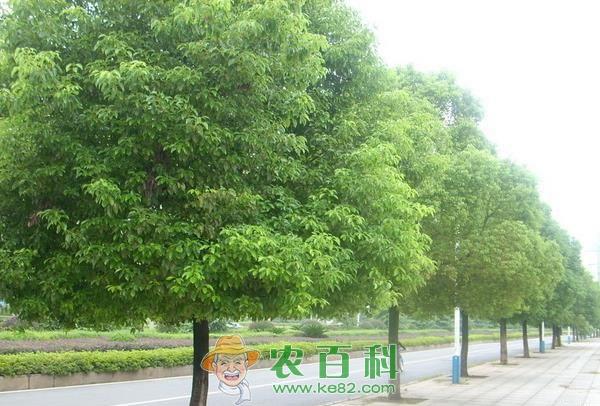 香樟 香樟