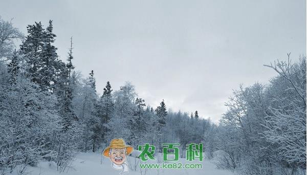 南京雪松 南京雪松