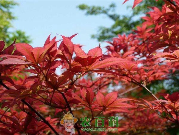 2015中国麓山红枫节11月开幕