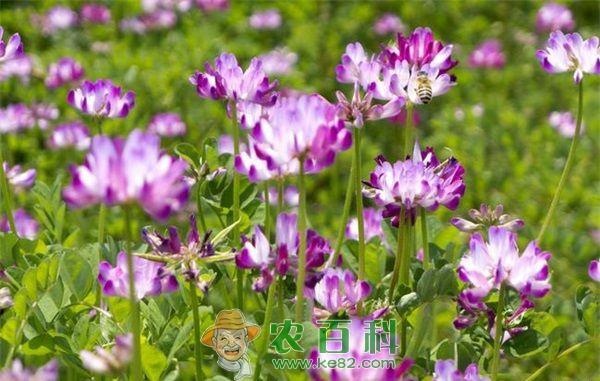 美女樱 美女樱的作用