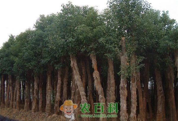 重庆：林业专家会诊石蟆“香樟王”