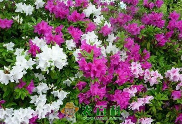 杜鹃花的养殖方法和注意事项 杜鹃花的养殖方法和注意事项