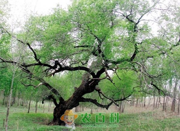 榆树介绍及分布