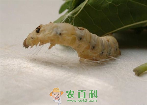 宁南县：现代宁南人的“蚕”“桑”经济