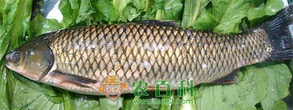 草鱼 秋季促进草鱼增膘的六个措施
