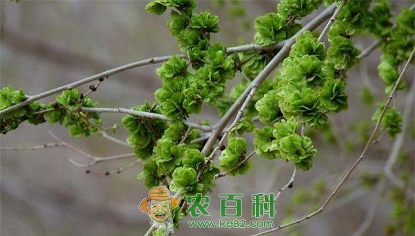 榆树叶的功效