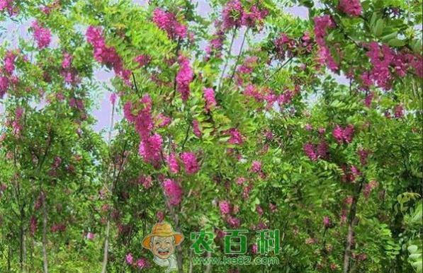 北京香花槐价格