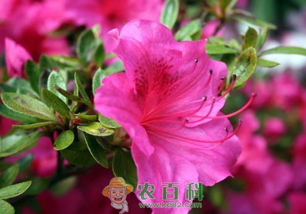 杜鹃花的养殖方法和注意事项 杜鹃花的养殖方法和注意事项