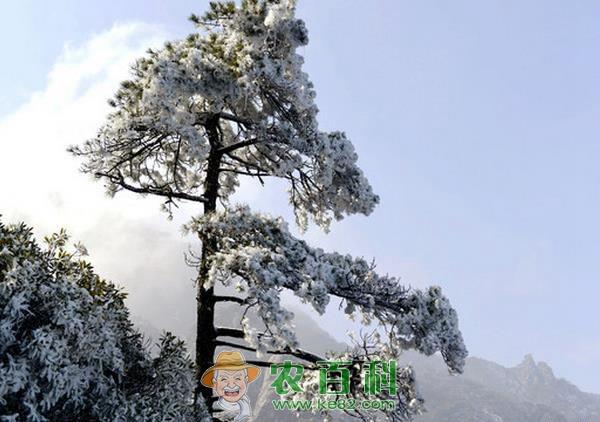 南京雪松 南京雪松