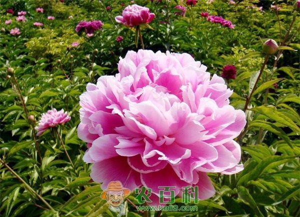 江苏仪征芍药园入选中国美丽田园