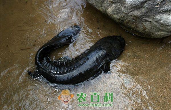 大鲵养殖 大鲵养殖工厂化水质管理方法