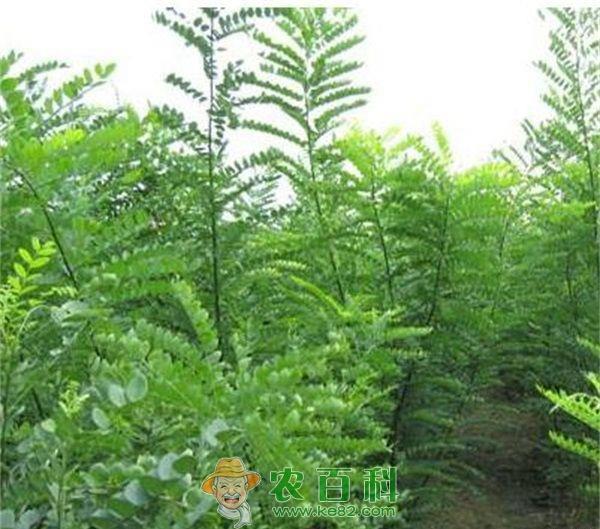 为国槐“寿星”看病