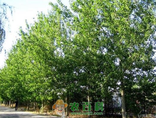 杨树 杨树美化新秀---中国垂杨