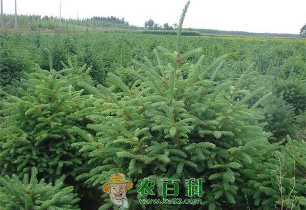 云杉种植之尺蛾的防治