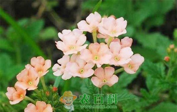 美女樱虫害的防治