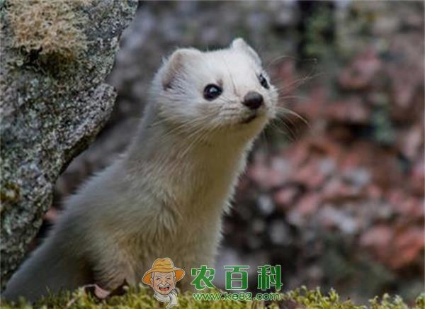 应对貂养殖走上产销一体产业路 土客网网 应对貂养殖走上产销一体产业路
