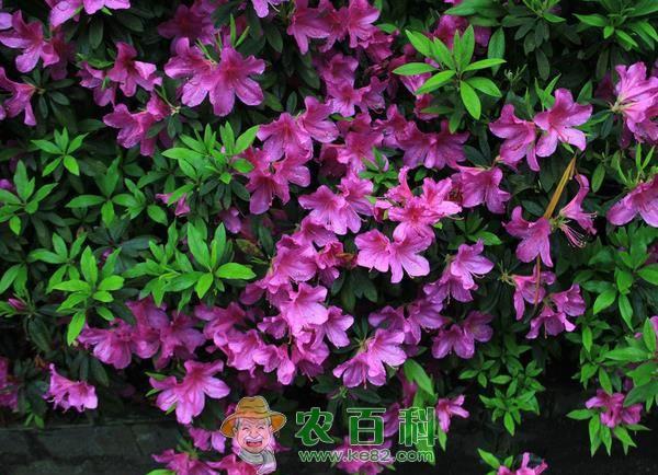 杜鹃花的养殖方法和注意事项 杜鹃花的养殖方法和注意事项