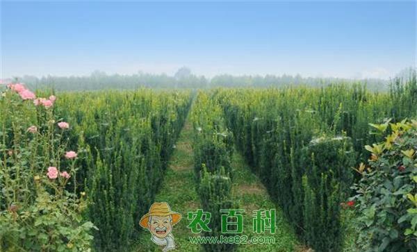 砍伐已枯死红豆杉也是犯罪