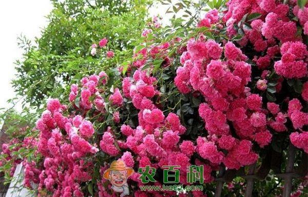 蔷薇 蔷薇、玫瑰和月季的区别