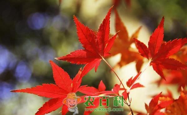 美国红枫种植技术 美国红枫种植技术