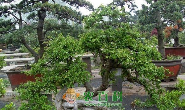 榆树叶