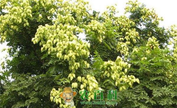 栾树 复羽叶栾树(一)