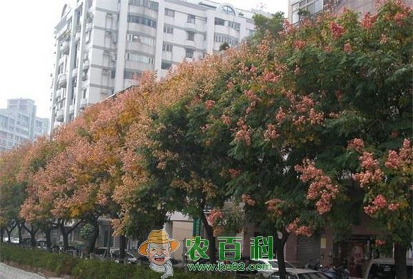 荆门城区道路两侧栾树硕果累累