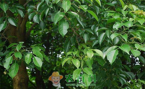 香樟是江南四大名木之首