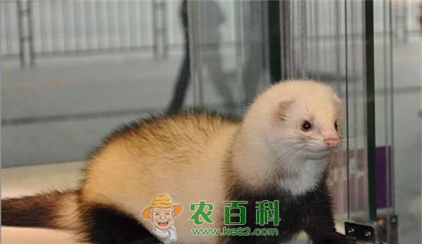 应对貂养殖走上产销一体产业路 土客网网 应对貂养殖走上产销一体产业路