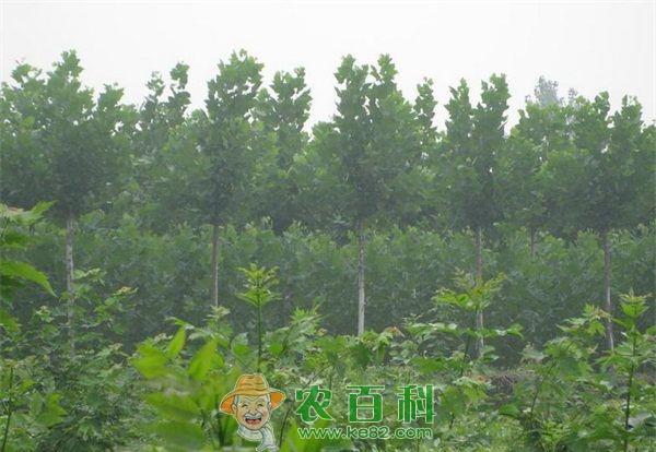 法桐种植的苗期管理