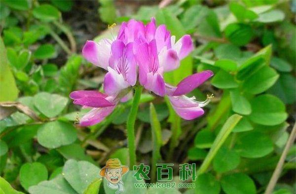 紫云英花霉病 紫云英种植花霉病的防治