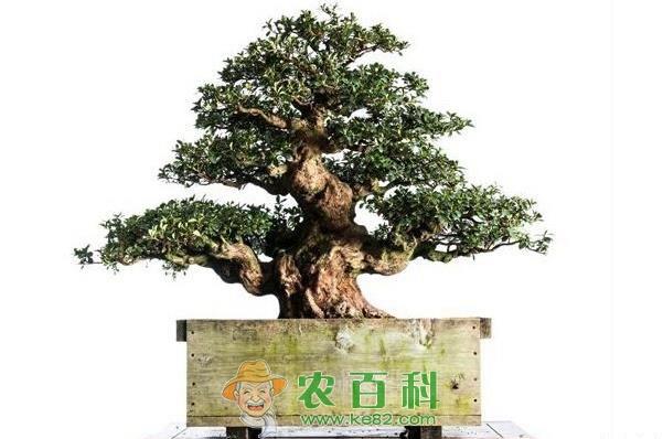 杜鹃花 湖南湘潭举办首届国际杜鹃文化节