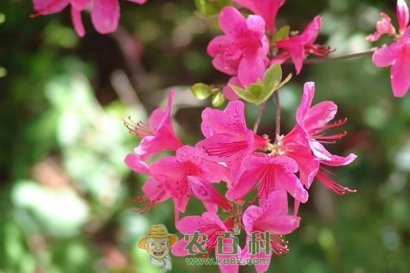 杜鹃花的养殖方法和注意事项 杜鹃花的养殖方法和注意事项