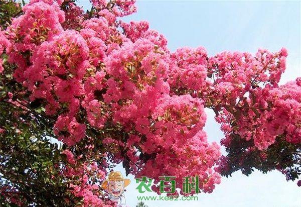 紫薇种植之黄化病的防治