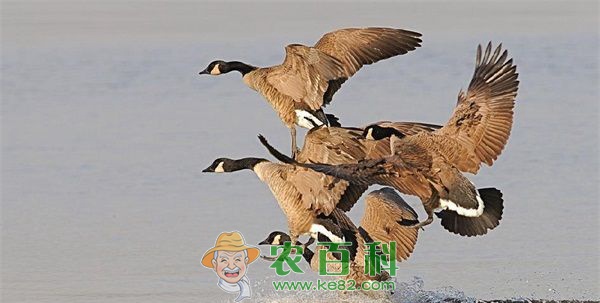 大雁养殖放飞致富梦想