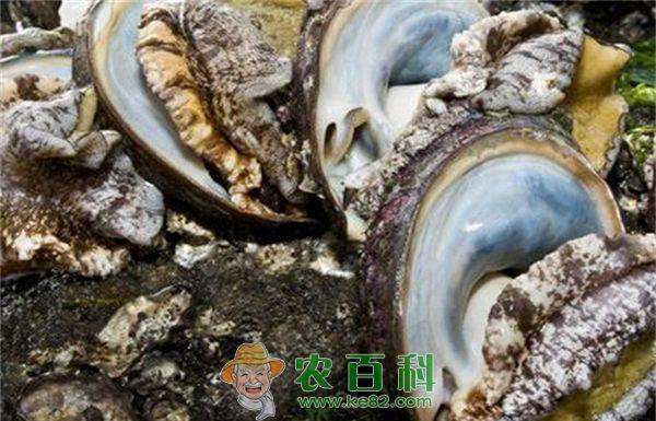 鲍鱼的育苗技术 鲍鱼的育苗技术