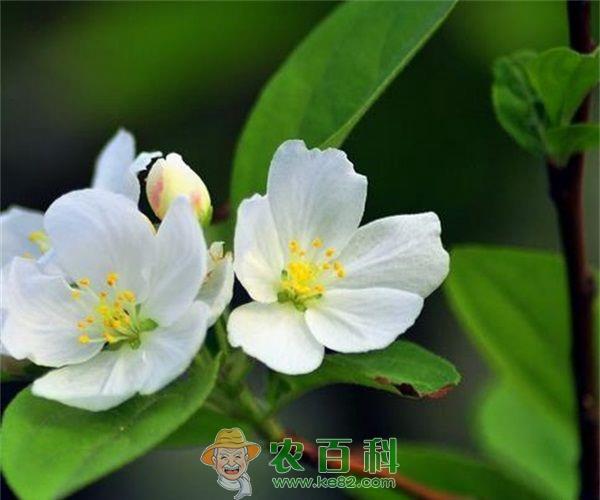 海棠的净化作用