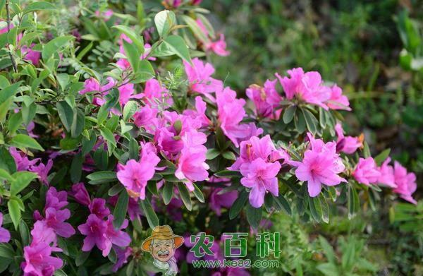 杜鹃花的养殖方法和注意事项 杜鹃花的养殖方法和注意事项