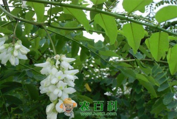 国槐的繁殖培育