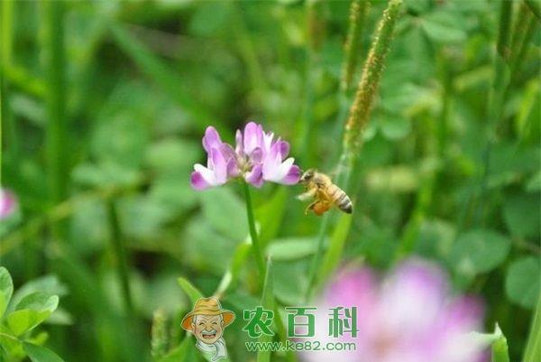 紫云英 紫云英的种子处理