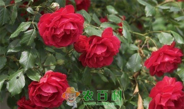 玫瑰 湖南森林公园打造200亩玫瑰花园