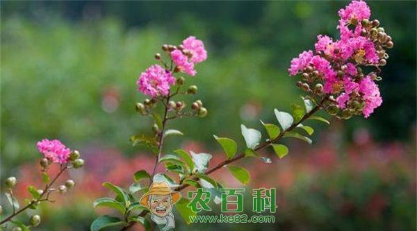 紫薇煤污病的症状及防治