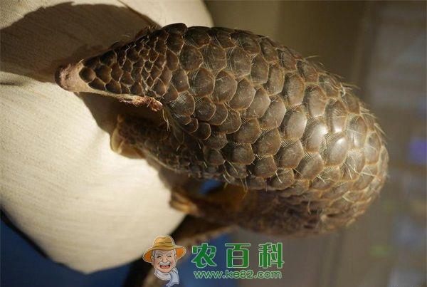 奥迪车上查获一只野生穿山甲