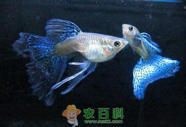 孔雀鱼 孔雀鱼生殖器进化出倒刺逼迫雌性交配