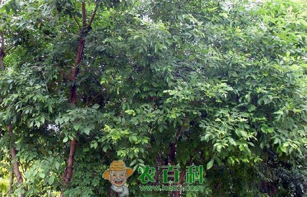白蜡 白蜡怎样繁育