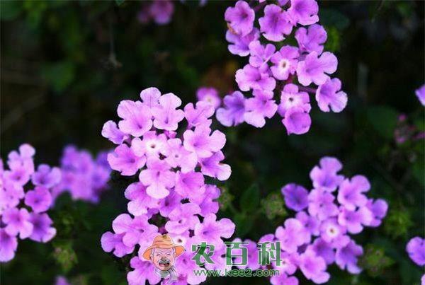 美女樱 细叶美女樱的栽培技术